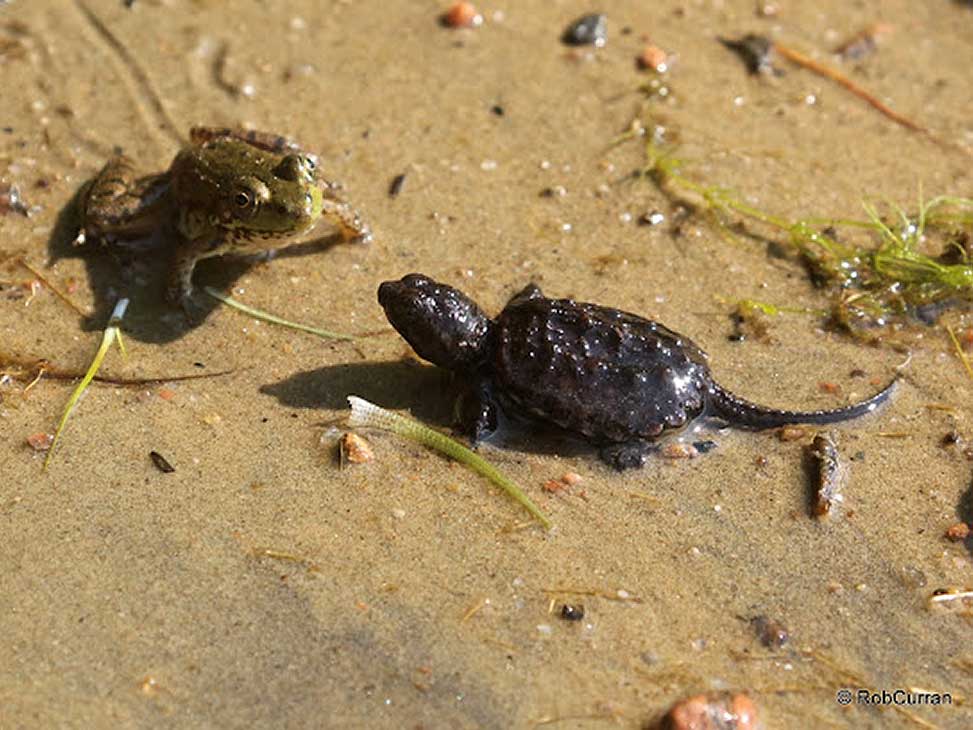 Frog and turtle on cottage beach