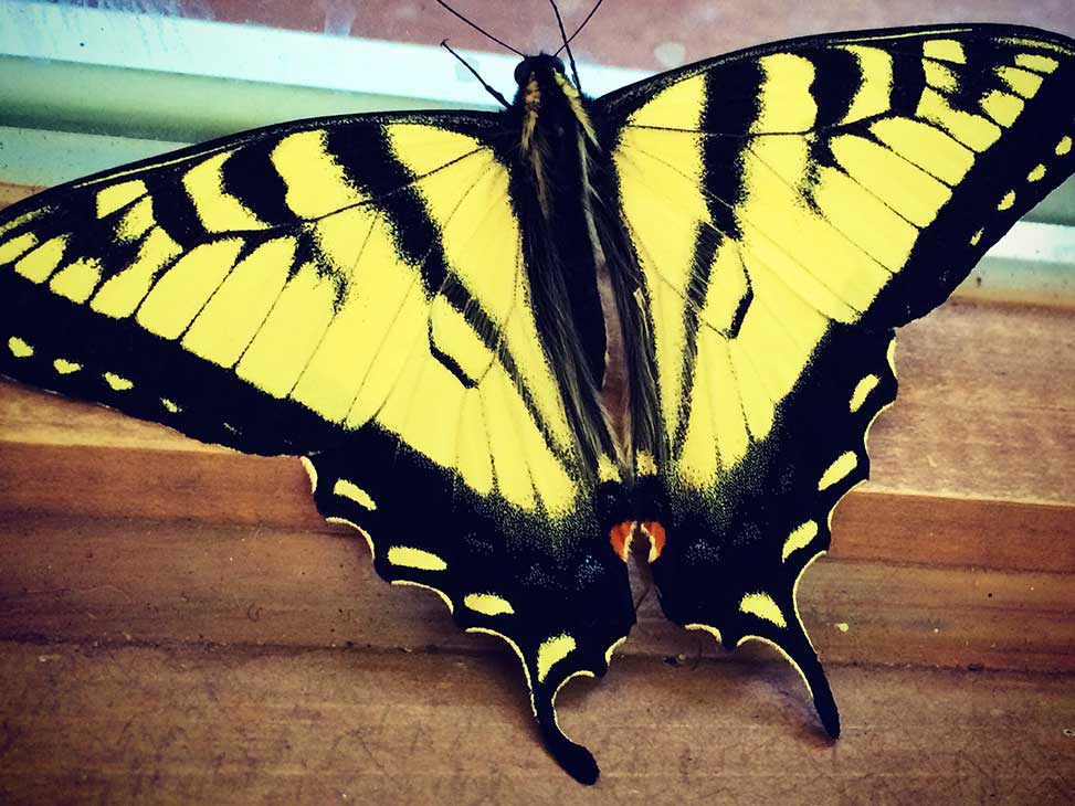 Western Tiger Swallowtail Butterfly