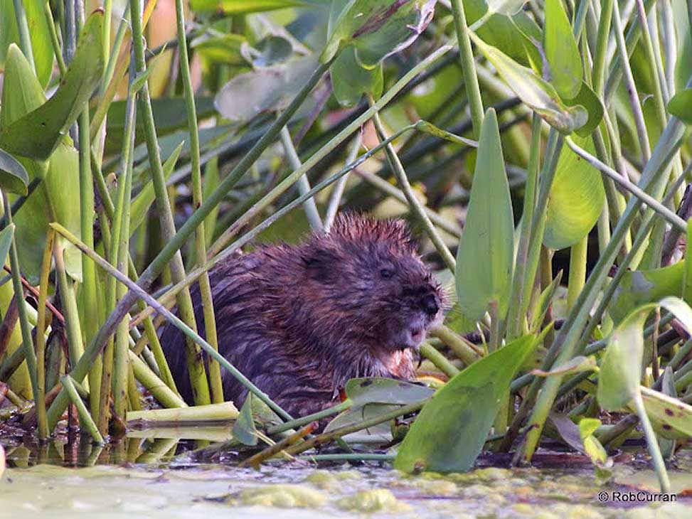 Beaver on Lost River