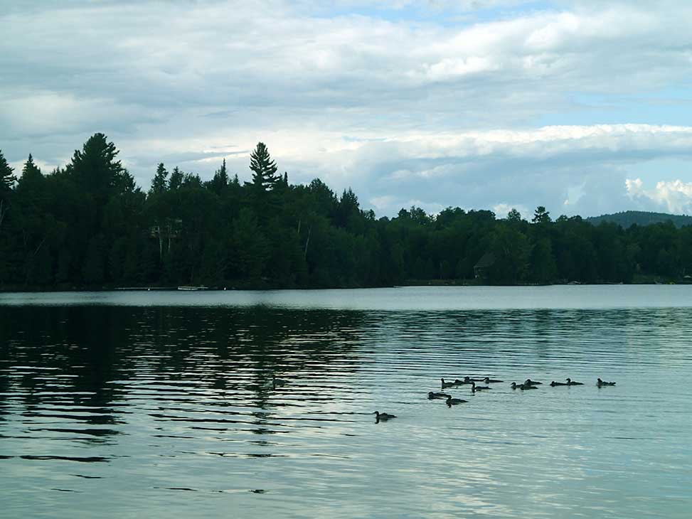 Duck family on Lake MacDonald